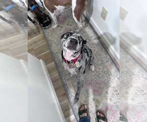Maggie the Marvel -  GRAY/BLACK Catahoula JEWEL! - Female Black and Tan Coonhound-Catahoula Leopard Dog Mix Dog for Adoption - Photo #10
