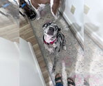 Small #9 Black and Tan Coonhound-Catahoula Leopard Dog Mix
