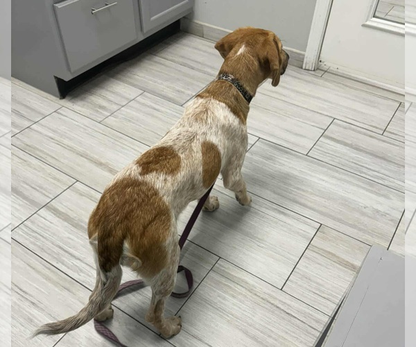 Medium Photo #2 Jack-A-Bee Puppy For Sale in Princeton, MN, USA