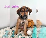 Small Photo #1 Mutt Puppy For Sale in Des Moines, IA, USA