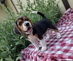 Puppy Theo Beagle