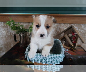 Pembroke Welsh Corgi Puppy for sale in TERRE HAUTE, IN, USA