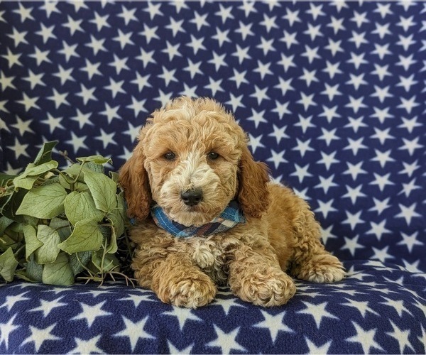 Medium Photo #5 Poodle (Miniature) Puppy For Sale in KINZERS, PA, USA