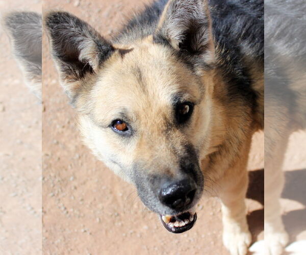 Medium Photo #2 German Shepherd Dog-Unknown Mix Puppy For Sale in Cedar Crest, NM, USA