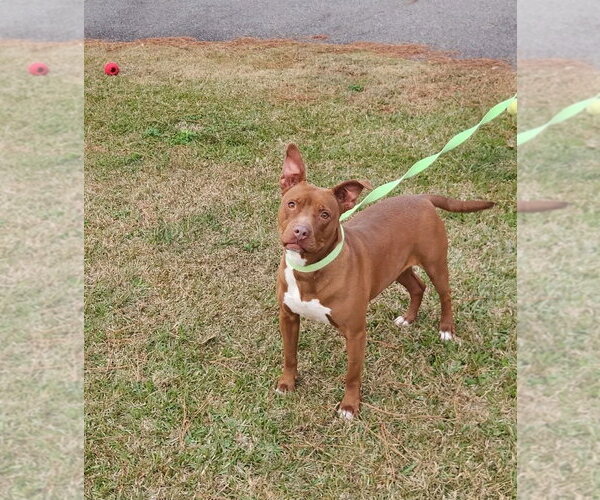 Medium Photo #1 Mutt Puppy For Sale in Rockaway, NJ, USA