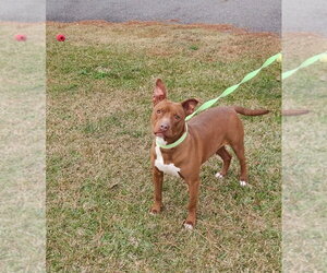 Mutt Dogs for adoption in Rockaway, NJ, USA