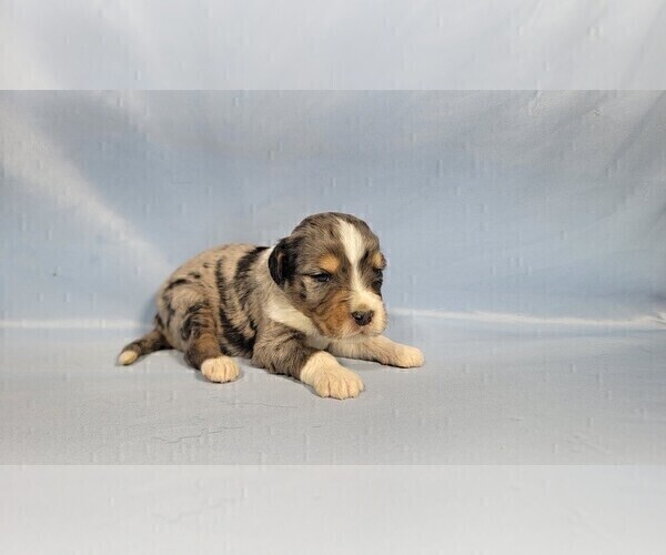 Medium Photo #23 Bernedoodle (Miniature) Puppy For Sale in BLACK FOREST, CO, USA