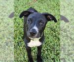 Small #1 Labrador Retriever Mix