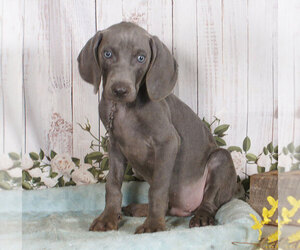 Weimaraner Puppy for sale in PENNS CREEK, PA, USA