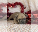 Small Photo #12 French Bulldog Puppy For Sale in RICHLAND, IA, USA