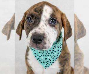 Bulldog-Unknown Mix Dogs for adoption in Kennesaw, GA, USA
