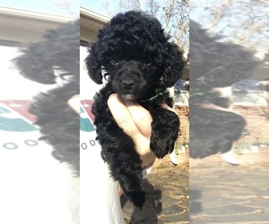 Poodle (Toy) Puppy for sale in MOORESVILLE, NC, USA