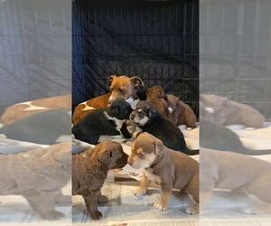 Mutt Dogs for adoption in Pacifica, CA, USA