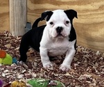 Small Photo #1 American Bully Puppy For Sale in TAMPA, FL, USA