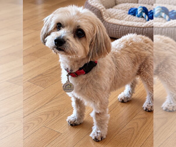 Medium Photo #4 Havanese-Unknown Mix Puppy For Sale in San Jose, CA, USA