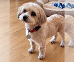 Small Photo #4 Havanese-Unknown Mix Puppy For Sale in San Jose, CA, USA