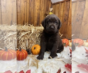 Labrador Retriever Puppy for sale in NEOLA, WV, USA