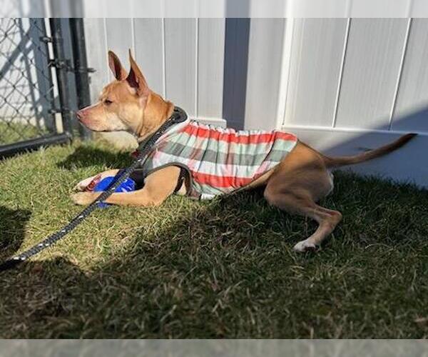 Medium Photo #2 American Pit Bull Terrier-Chihuahua Mix Puppy For Sale in Holly Springs, NC, USA