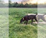 Small #5 American Pit Bull Terrier Mix
