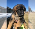 Small Photo #23 German Shepherd Dog Puppy For Sale in SOMERVILLE, OH, USA