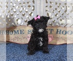 Small #1 YorkiePoo