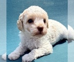 Puppy Puppy 7 Cavapoo (Miniature)