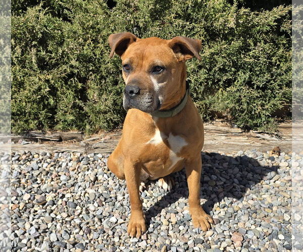 Medium Photo #2 American Staffordshire Terrier-Boxer Mix Puppy For Sale in Albuquerque, NM, USA