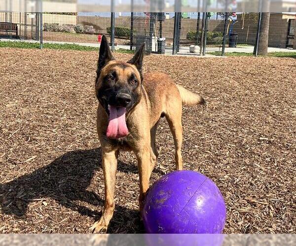 Medium Photo #1 Mutt Puppy For Sale in Orange, CA, USA