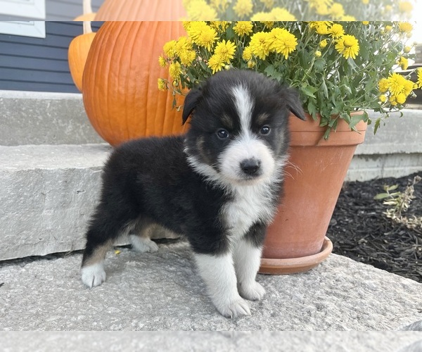 Medium Photo #1 Australian Shepherd Puppy For Sale in LODA, IL, USA