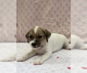 Parson Russell Terrier Puppy for sale in TEMECULA, CA, USA