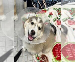 Shepradors Dogs for adoption in Fort Collins, CO, USA