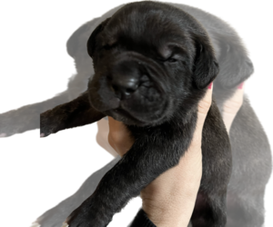 Cane Corso Puppy for sale in JOHNSTON, SC, USA