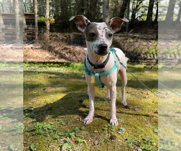 Medium Photo #3 Chihuahua-Unknown Mix Puppy For Sale in Ellijay, GA, USA