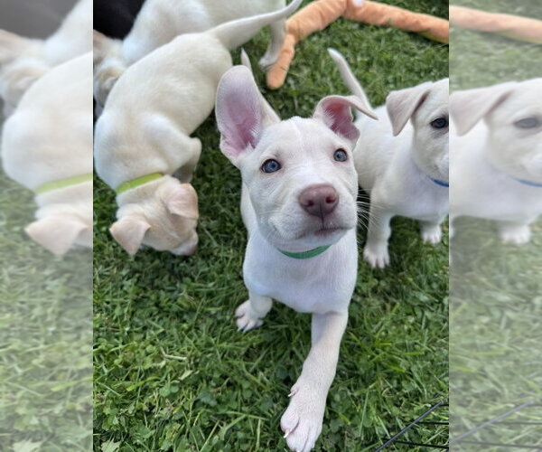Medium Photo #3 Siberian Husky-Unknown Mix Puppy For Sale in Springdale, PA, USA