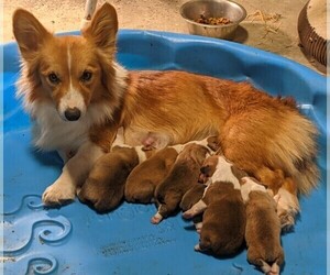Pembroke Welsh Corgi Litter for sale in HOYLETON, IL, USA