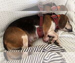 Small #8 Beagle