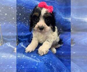 Cocker Spaniel-Poodle (Miniature) Mix Puppy for sale in INDIANAPOLIS, IN, USA