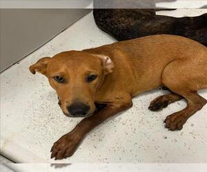 American Pit Bull Terrier-Unknown Mix Dogs for adoption in Conroe, TX, USA