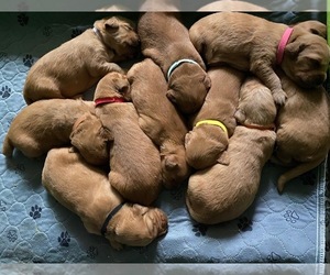 Golden Retriever Puppy for sale in HIGHLANDS RANCH, CO, USA