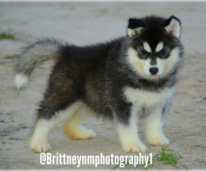 Siberian Husky Puppy for sale in MULBERRY, FL, USA