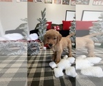 Small Photo #16 Golden Retriever Puppy For Sale in LAKELAND, FL, USA