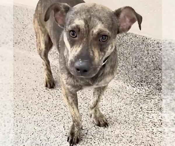 Medium Photo #2 Chiweenie Puppy For Sale in Houston, TX, USA