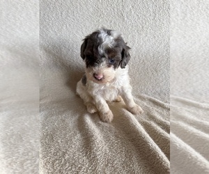 Poodle (Miniature) Puppy for sale in MUNFORDVILLE, KY, USA