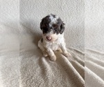 Image preview for Ad Listing. Nickname: Hank