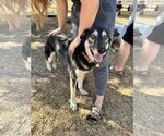 Small #3 Huskies  Mix