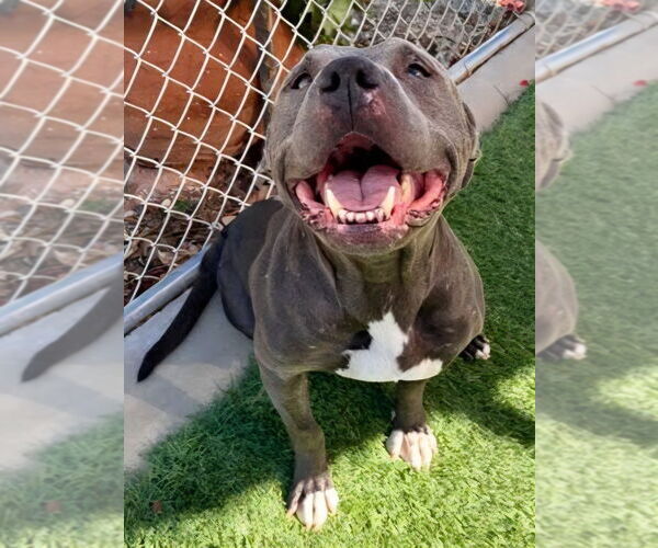 Medium Photo #16 American Staffordshire Terrier-Unknown Mix Puppy For Sale in Lake Forest, CA, USA