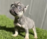Small Photo #1 French Bulldog Puppy For Sale in LOMA MAR, CA, USA