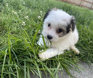 Maltese Puppy for sale in NOVI, MI, USA