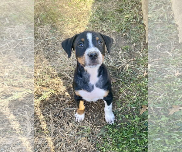 Medium Photo #2 Mutt Puppy For Sale in Hillsboro, MO, USA