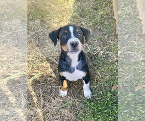 Beyonce - Female Mutt Dog for Adoption - Photo #2